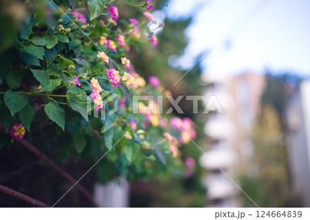 スペインマヨルカ島に咲いているピンクと黄色の花 スペインマヨルカ島に咲いているピンクと黄色の花 124664839