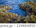 マヨルカ島の海岸にある岩と海藻とフジツボ 124664850