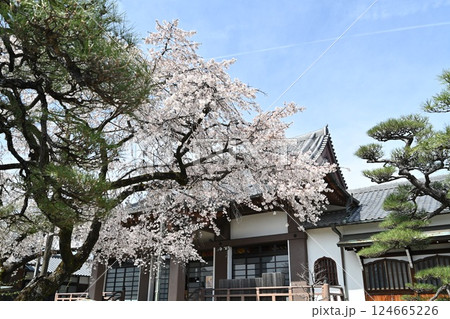 春の香積院 124665226