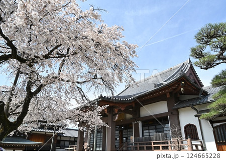 春の香積院 124665228