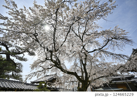 春の香積院 124665229