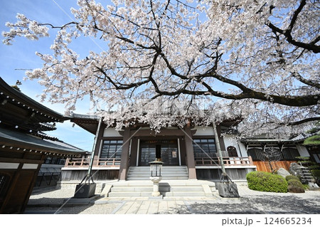 春の香積院 124665234