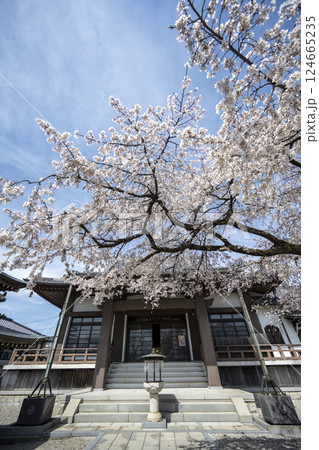 春の香積院 124665235