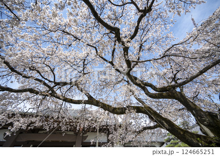 春の香積院 124665251