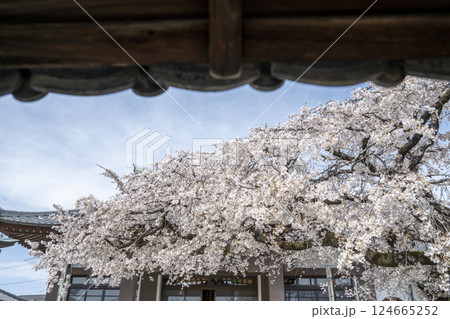 春の香積院 124665252