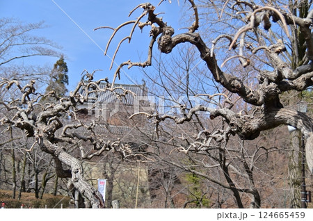 シダレグワと上田城跡の北櫓 124665459