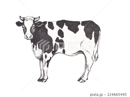 牛のモノクロ線画イラスト 牛のモノクロ線画イラスト 124665495