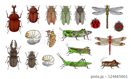 虫セット 124665601