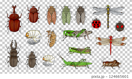 昆蟲組 124665601