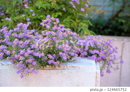爽やか 綺麗 ブルーデイジーの花 爽やか 綺麗 ブルーデイジーの花 124665752