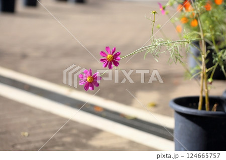 可愛い　コスモスの花 124665757