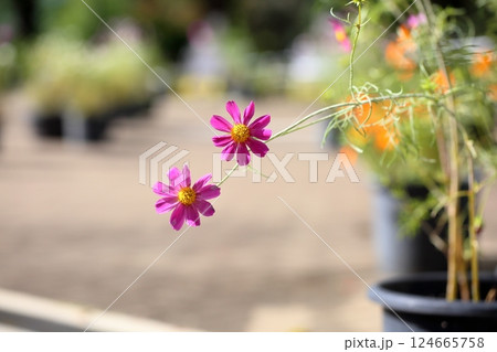 可愛い コスモスの花 可愛い コスモスの花 124665758