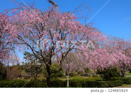 満開を迎えた知多旭公園 124665924