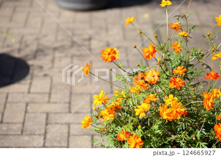 鮮やか キバナコスモスの花 鮮やか キバナコスモスの花 124665927