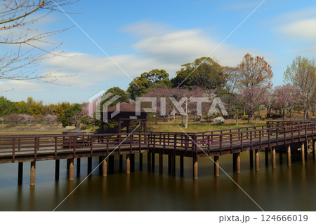 満開見頃の知多旭公園 124666019