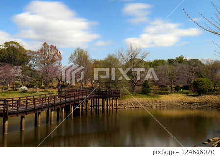 満開見頃の知多旭公園 124666020