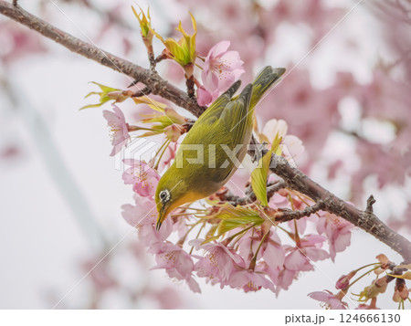 カワヅザクラとかわいいメジロ カワヅザクラとかわいいメジロ 124666130