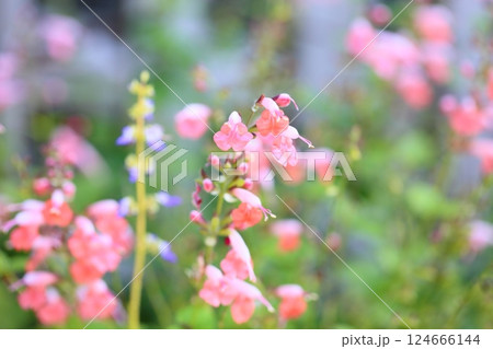 可愛い　サルビアの花　コッキネア 124666144