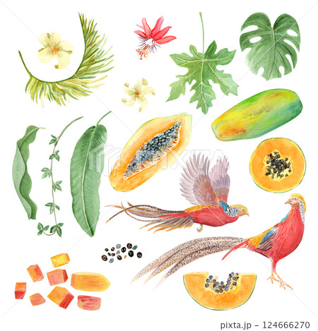 Golden pheasant, papaya slice, seeds, flowers whole and half, liana, palm leaf, monstera watercolor set isolated on white. Hand drawn tropical clipart perfect for culinary designs, cards, packages Golden pheasant, papaya slice, seeds, flowers whole and half, liana, palm leaf, monstera watercolor set isolated on white. Hand drawn tropical clipart perfect for culinary designs, cards, packages 124666270