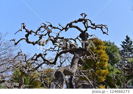 青空をバックにしたシダレグワ 124666273