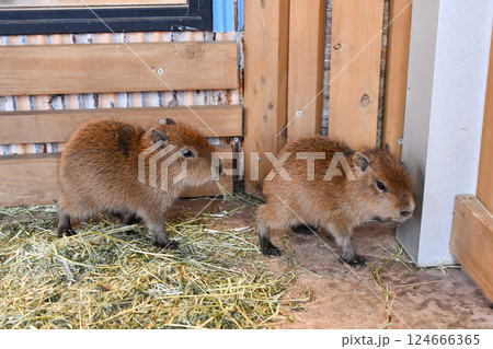 カピバラの赤ちゃん	 124666365