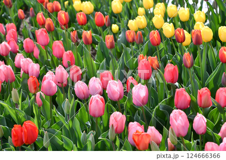 カラフルなチューリップ 124666366
