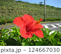 八丈島のハイビスカス 124667030