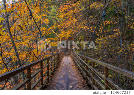 秋の山梨県山梨市　紅葉の西沢渓谷 124667237
