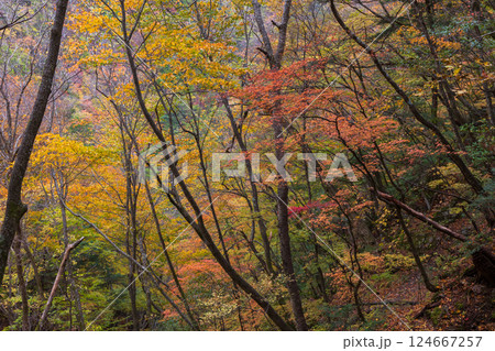 秋の山梨県山梨市 紅葉の西沢渓谷 秋の山梨県山梨市 紅葉の西沢渓谷 124667257