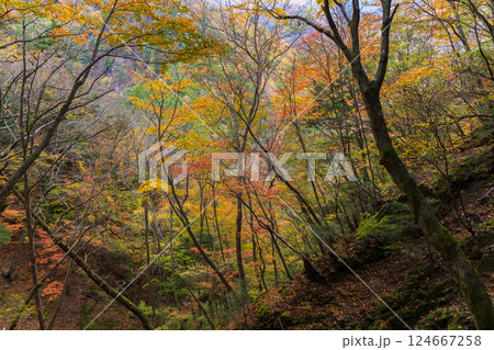 秋の山梨県山梨市 紅葉の西沢渓谷 秋の山梨県山梨市 紅葉の西沢渓谷 124667258