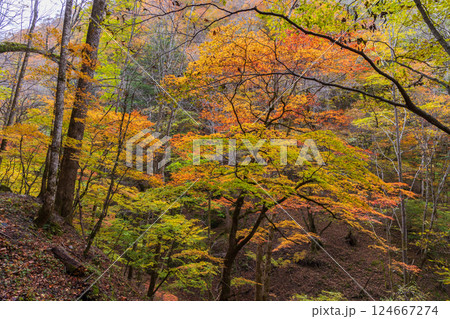 秋の山梨県山梨市 紅葉の西沢渓谷 秋の山梨県山梨市 紅葉の西沢渓谷 124667274