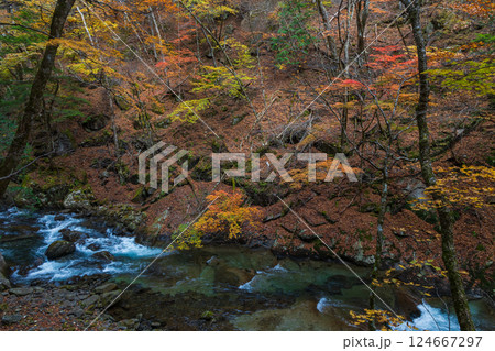 秋の山梨県山梨市　紅葉の西沢渓谷 124667297