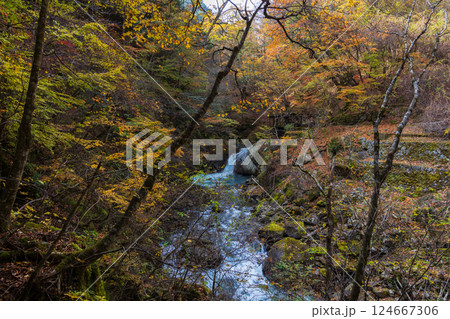 秋の山梨県山梨市　紅葉の西沢渓谷　不動滝 124667306