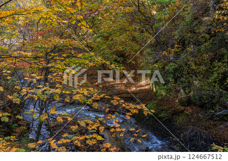 秋の山梨県山梨市　紅葉の西沢渓谷 124667512