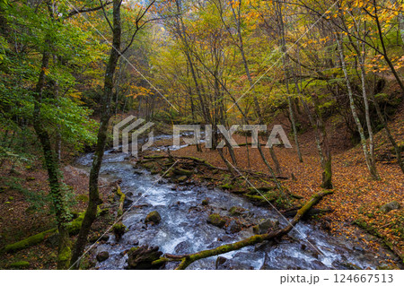 秋の山梨県山梨市　紅葉の西沢渓谷 124667513