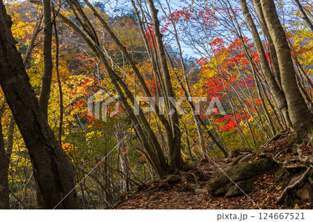 秋の山梨県山梨市　紅葉の西沢渓谷 124667521