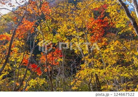 秋の山梨県山梨市　紅葉の西沢渓谷 124667522