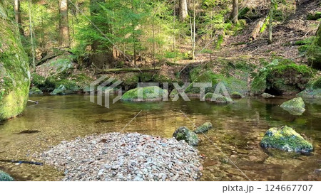 A Serene Forest Stream Flowing Gently in a Beautiful and Peaceful Woodland Setting 124667707