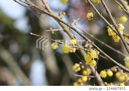 春を告げるロウバイの花 春を告げるロウバイの花 124667931