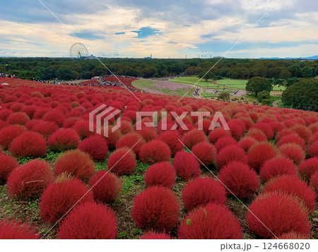 国営ひたち海浜公園のコキアの丘、真っ赤なコキア 国営ひたち海浜公園のコキアの丘、真っ赤なコキア 124668020