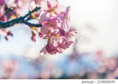 春の訪れを告げる河津桜 春の訪れを告げる河津桜 124668045