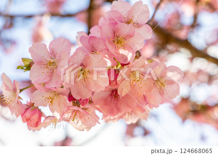 春の訪れを告げる河津桜 124668065