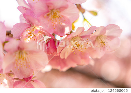春の陽光を浴びる河津桜 124668066