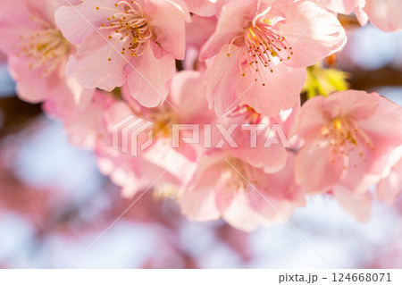 春の訪れを告げる河津桜 124668071