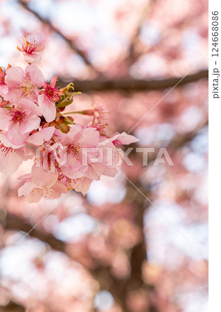 春の訪れを感じる河津桜 124668086