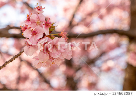 春の日差しを浴びる河津桜 124668087