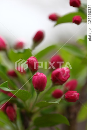 ハナカイドウの花の蕾 ハナカイドウの花の蕾 124668324