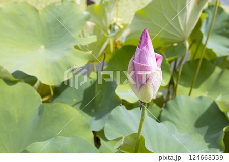 蓮の蕾 蓮の蕾 124668339
