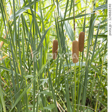 ガマの穂 124668340
