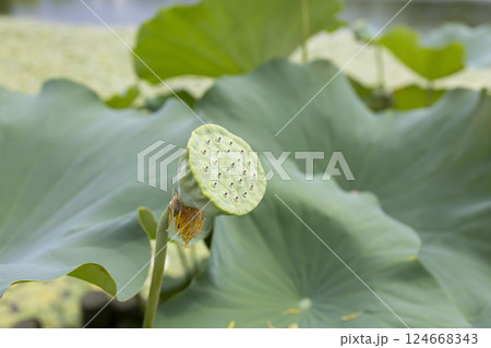 ハスの実 124668343